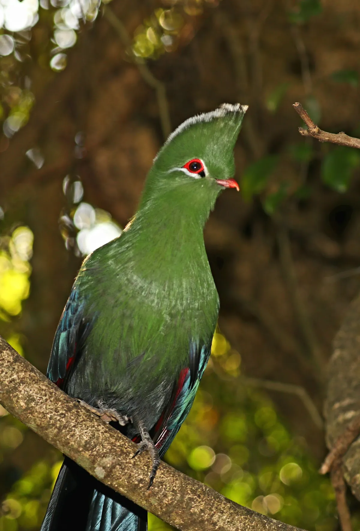 Birds of Eden free-flight aviary Plettenberg Bay