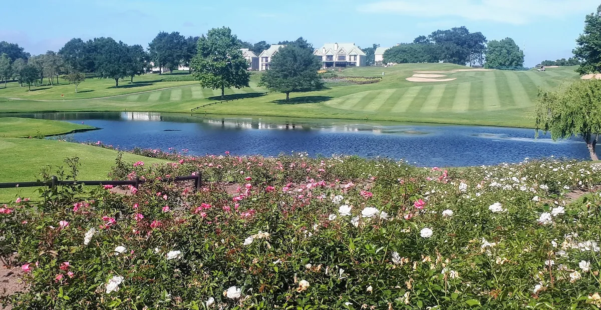 Fancourt golf course fairway with a manicured bunker, rose beds in the foreground and a clubhouse building visible among trees in the distance