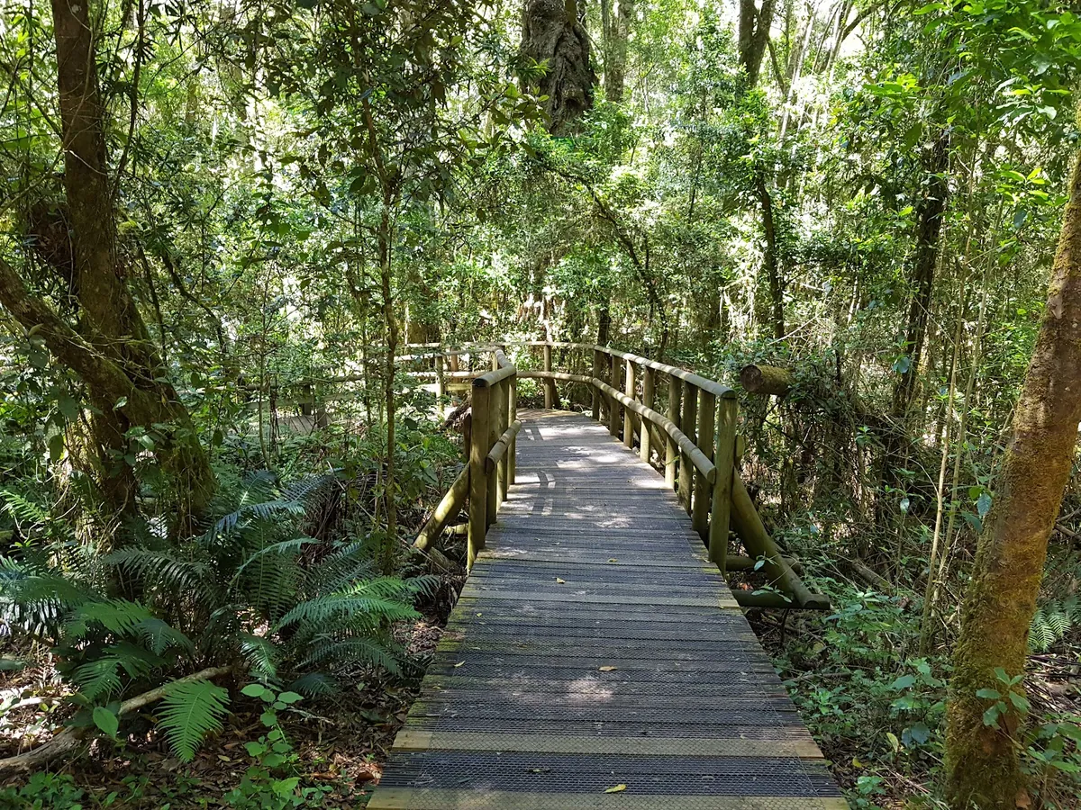 Wooden boardwalk through indigenous Knysna Forest with ferns and tall yellowwood trees