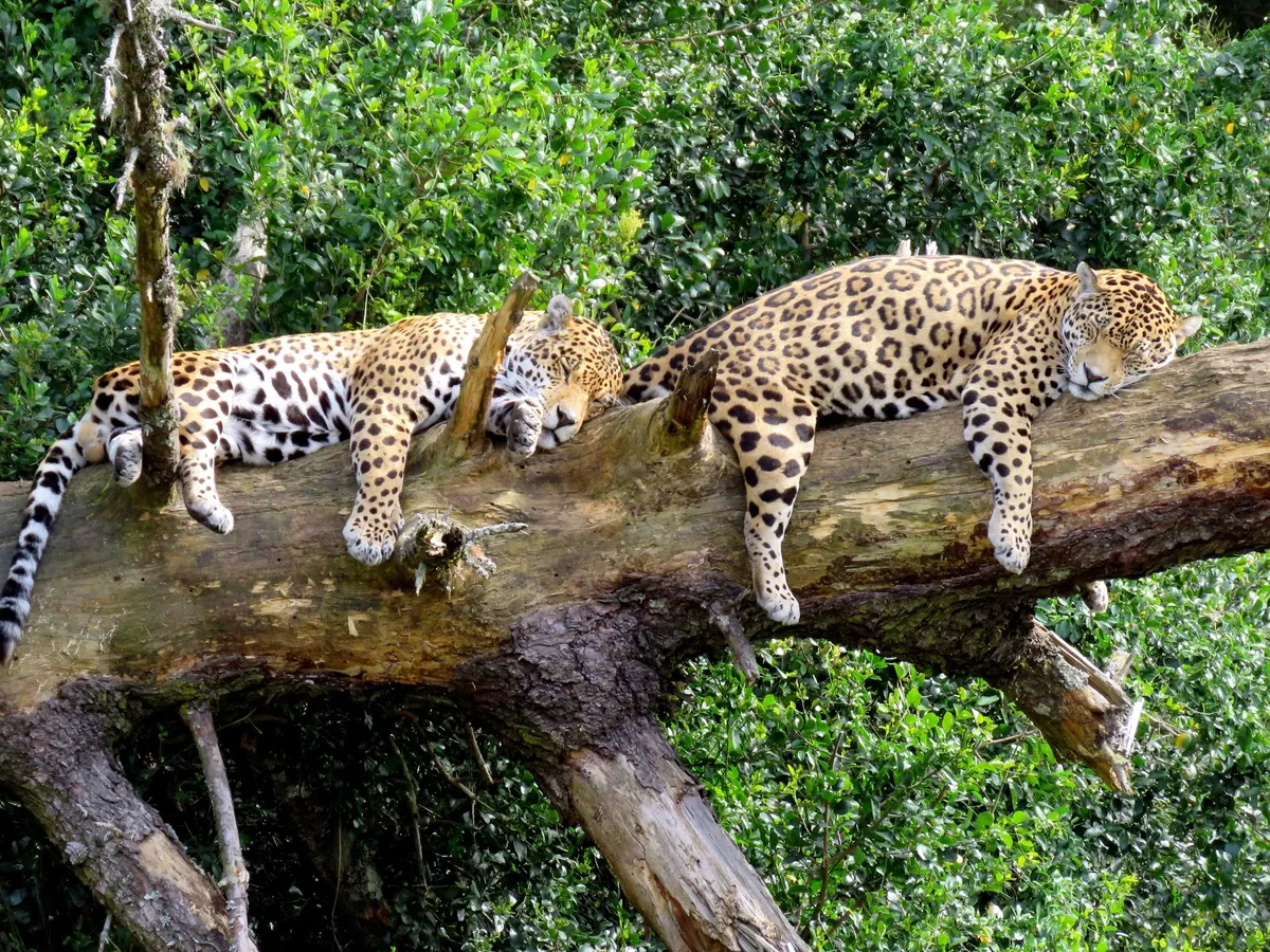 Jukani Wildlife Sanctuary big cats Plettenberg Bay