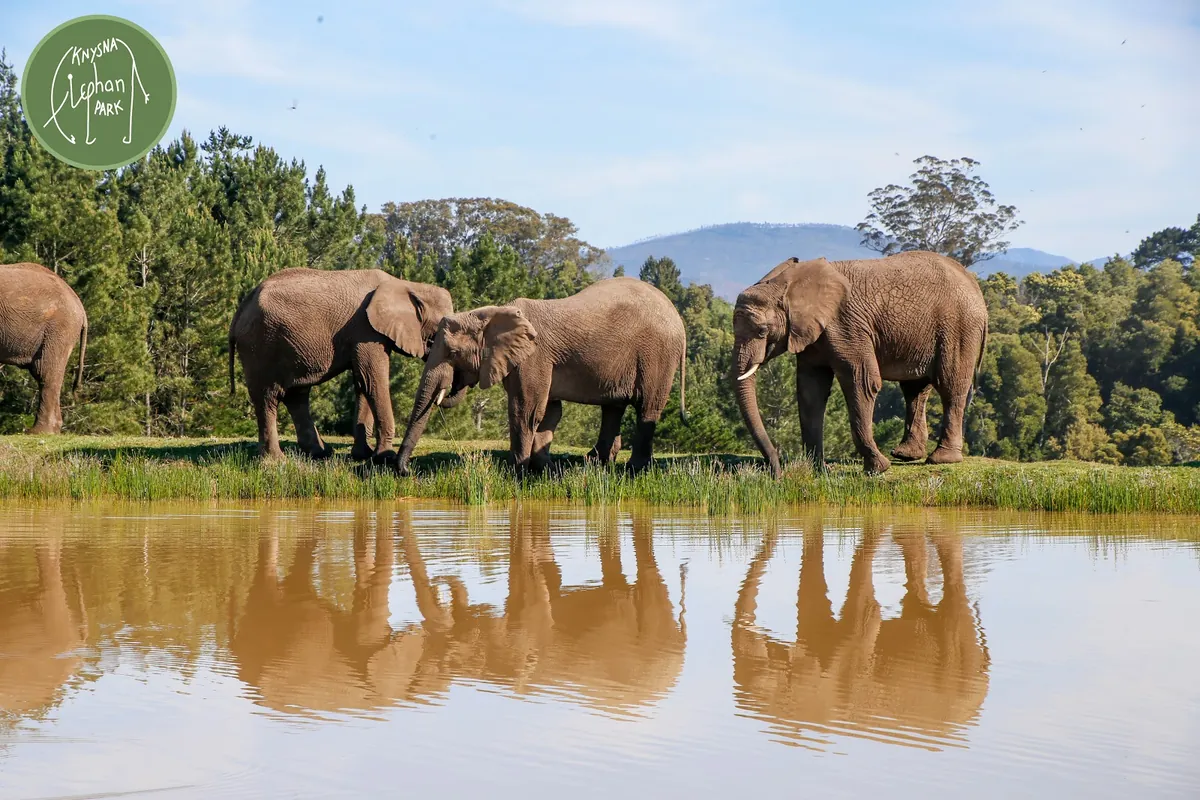 Knysna Elephant Park — four African elephants at a watering hole with forested hills behind