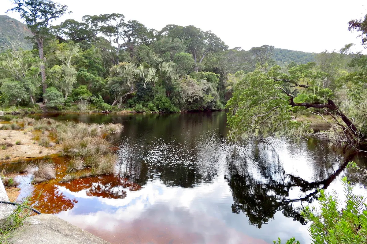 Groot River at Nature's Valley reflecting the Tsitsikamma forest canopy, Spanish moss hanging from branches, still black water, Garden Route South Africa