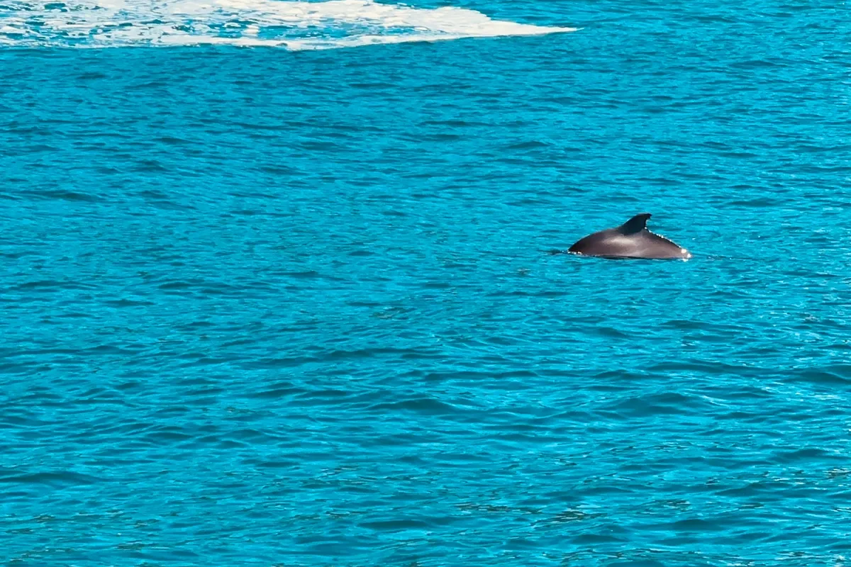 Dolphin surfacing in the turquoise water of Plettenberg Bay
