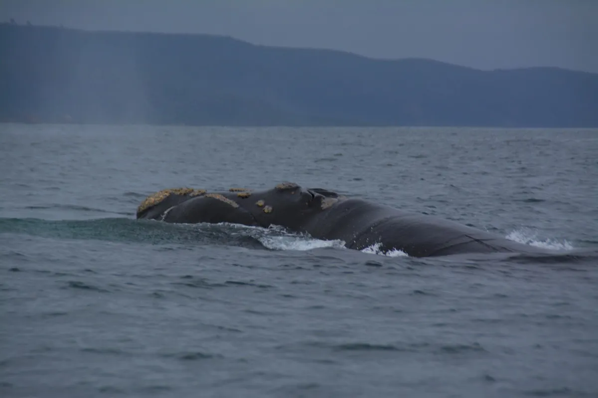 Southern Right whale surfacing in Plettenberg Bay with callosities visible on the head and distinctive V-shaped blow