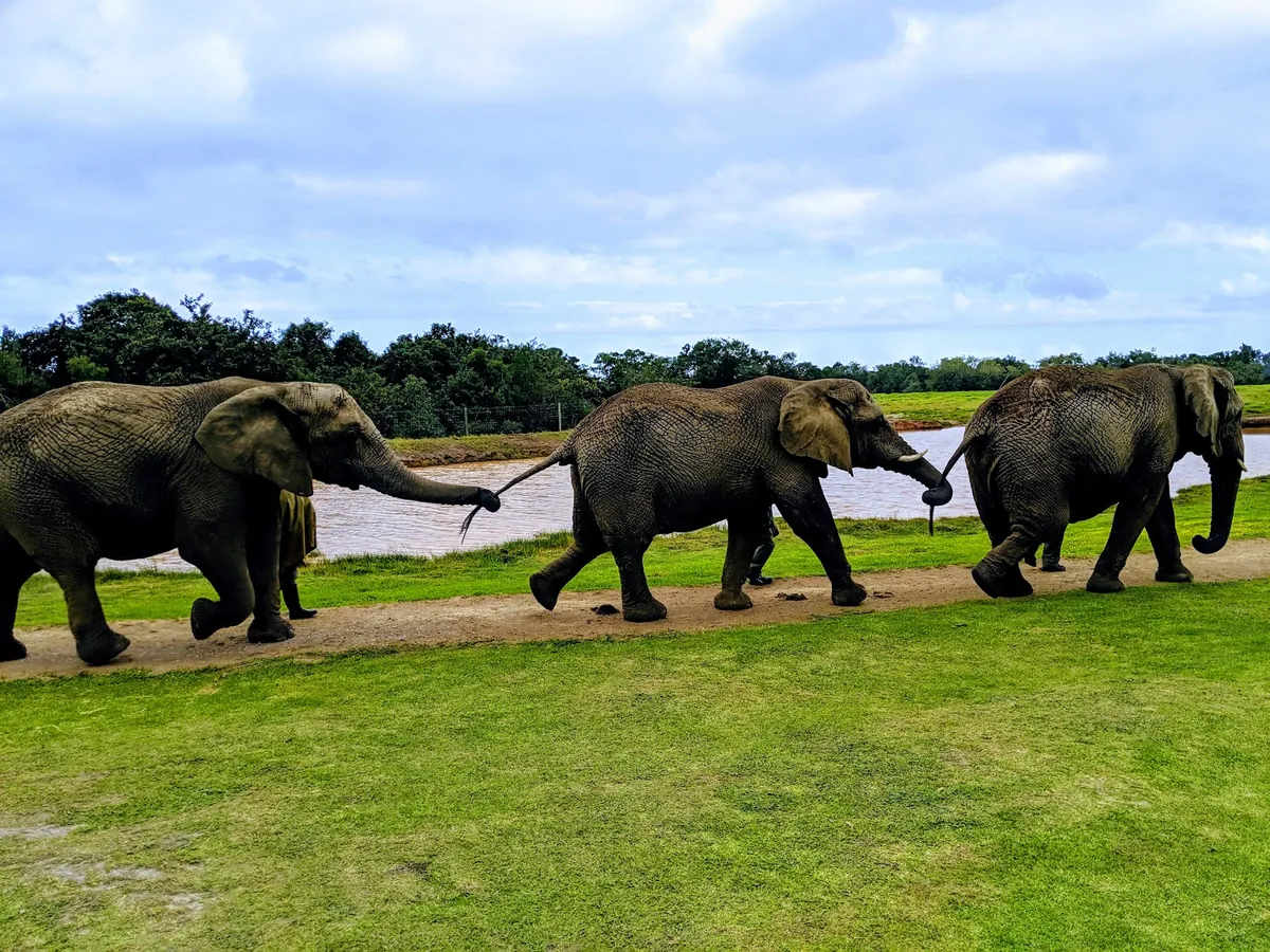 Plett Elephant Sanctuary rescued African elephants The Crags