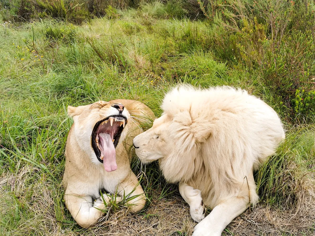 Tenikwa Wildlife Awareness Centre Plettenberg Bay