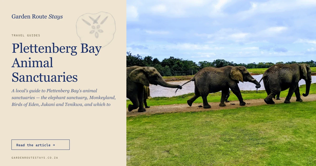 Three elephants walking trunk-to-tail along a path beside a dam at the Elephant Sanctuary, The Crags, Plettenberg Bay