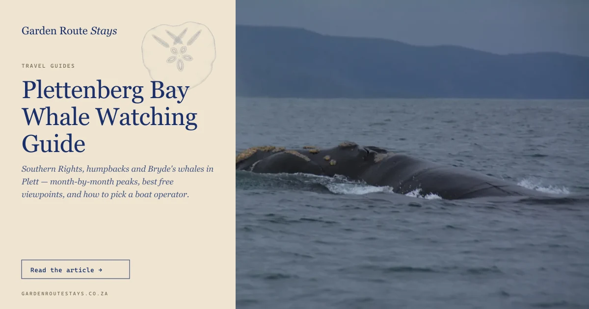 Southern Right whale surfacing in Plettenberg Bay with callosities visible on the head and distinctive V-shaped blow