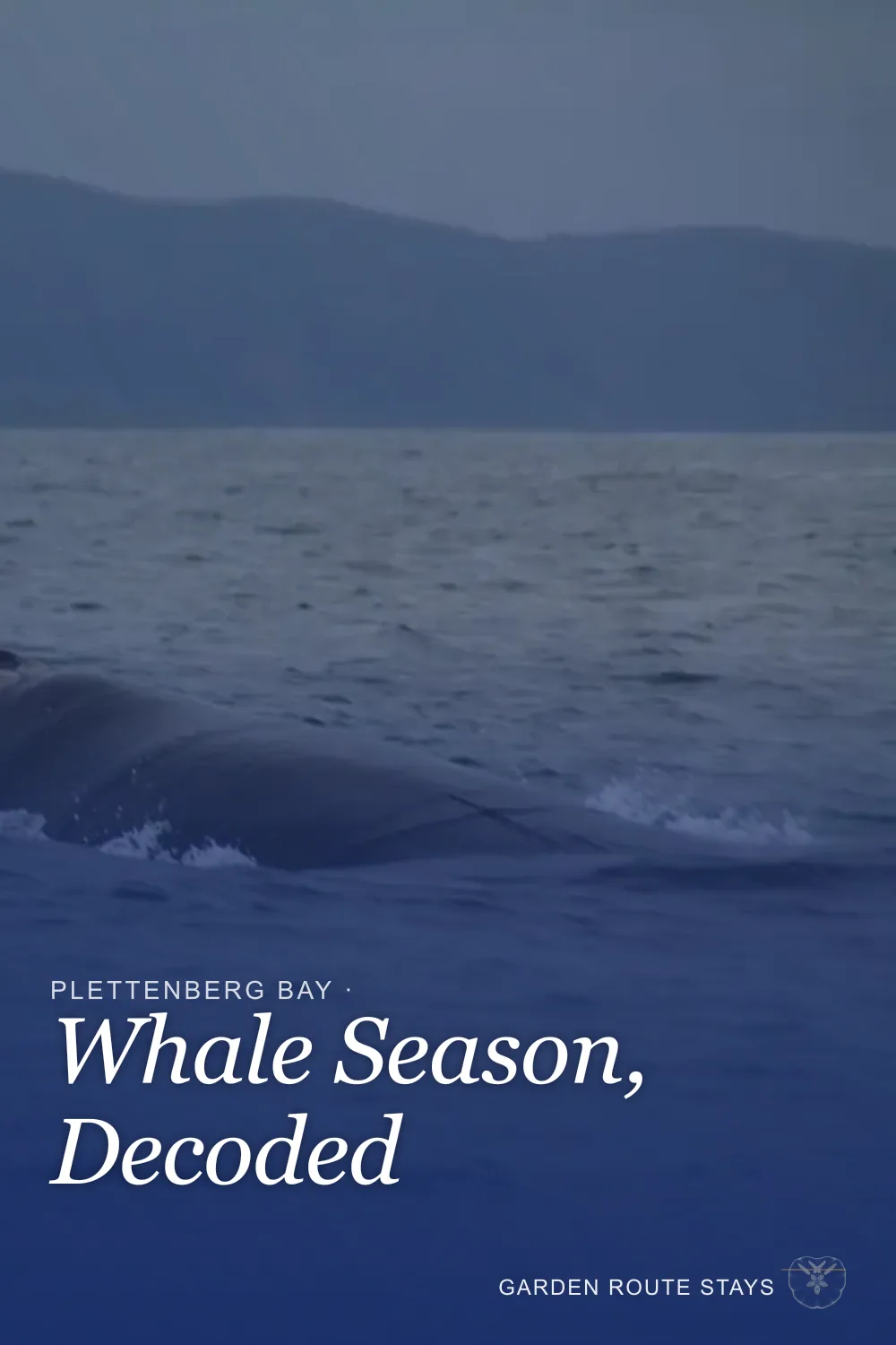 Pinterest pin: Plettenberg Bay Whale Watching Guide