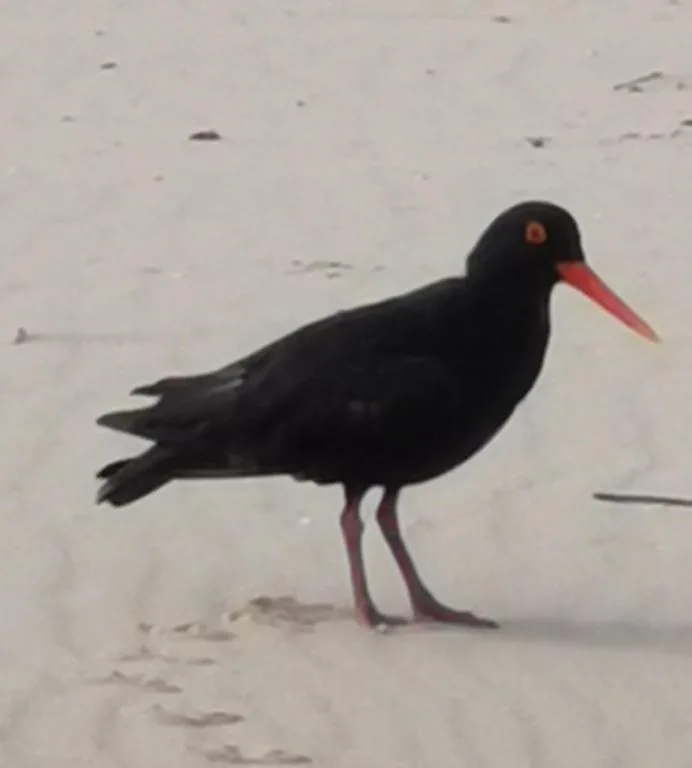 Black wading bird with red beak on sandy beach shore