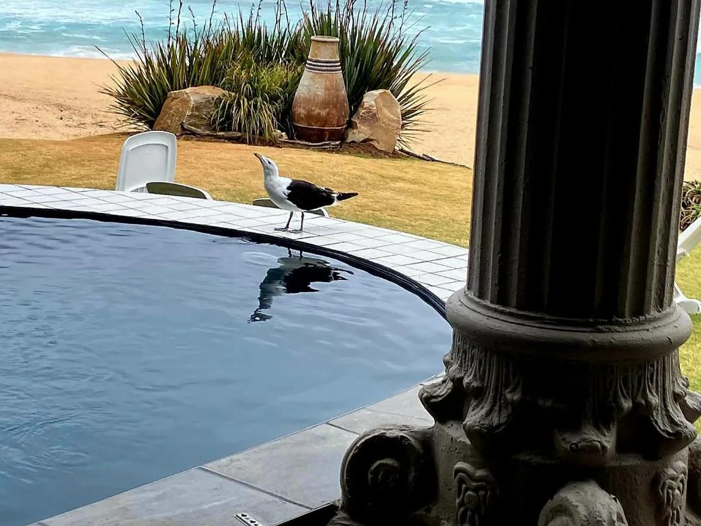 Swimming pool overlooking beach with seabird and ocean beyond