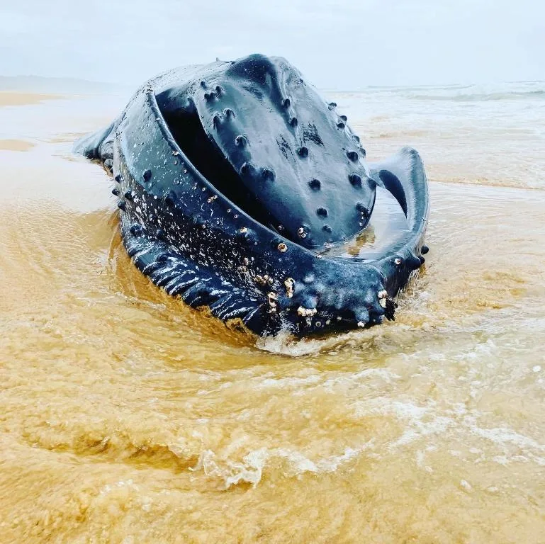 Whale head in shallow ocean waters near sandy beach shore
