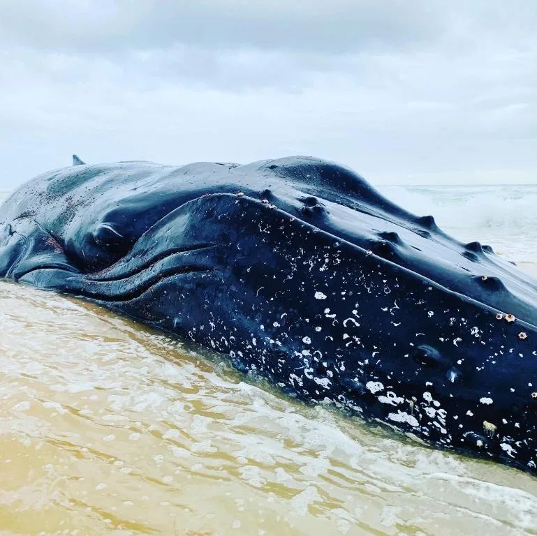 Beached whale on sandy shore with gentle ocean waves nearby