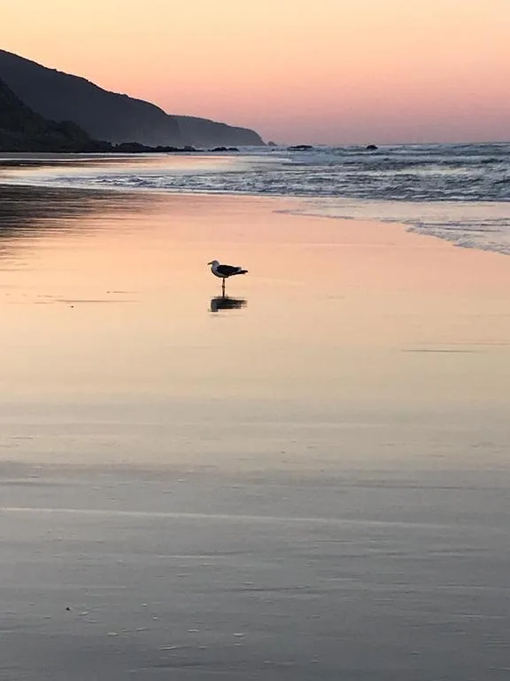 Serene sunset beach scene with bird and coastal cliffs nearby