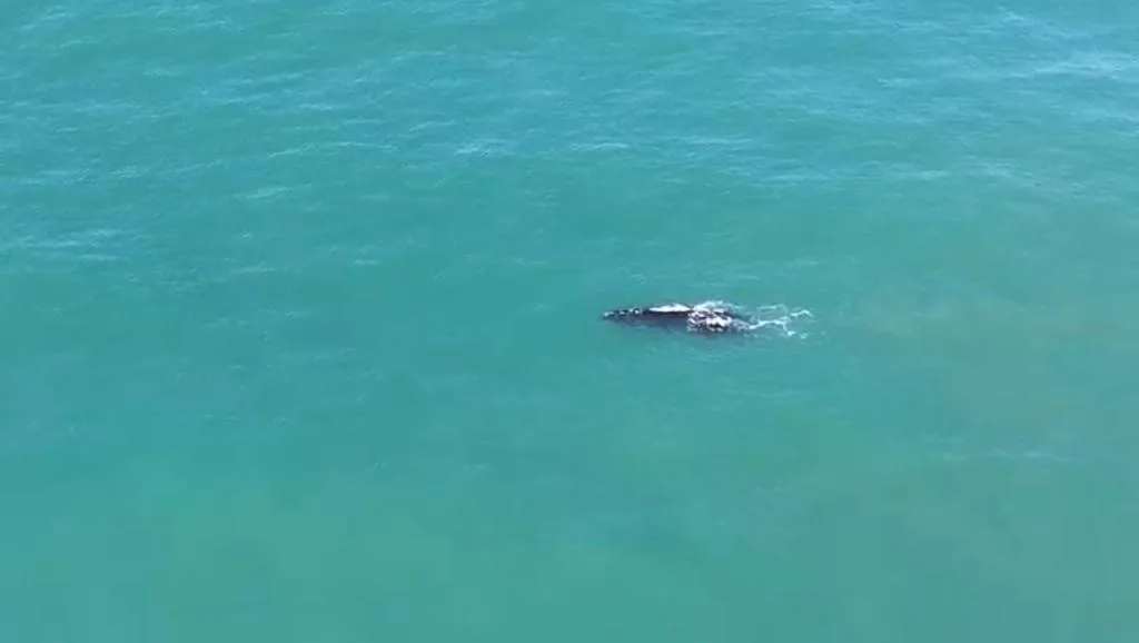 Whale swimming in turquoise ocean waters off the coast