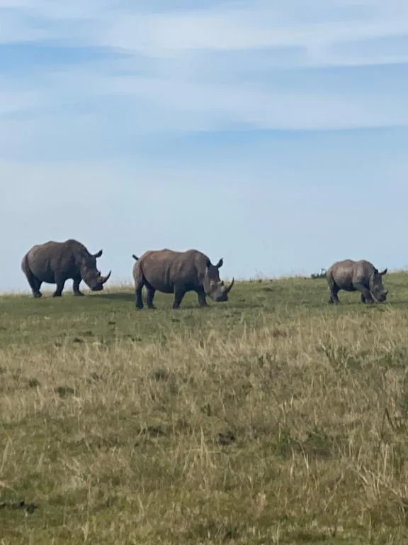 Three rhinos grazing in a vast open grassland under blue sky