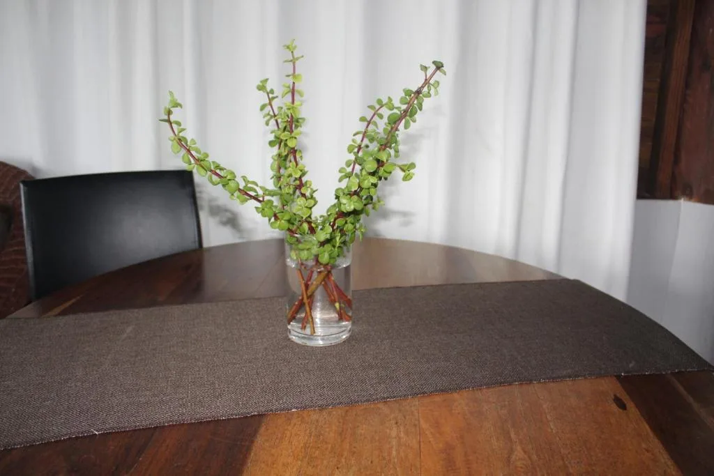 Fresh green botanical stems in glass vase on dining table