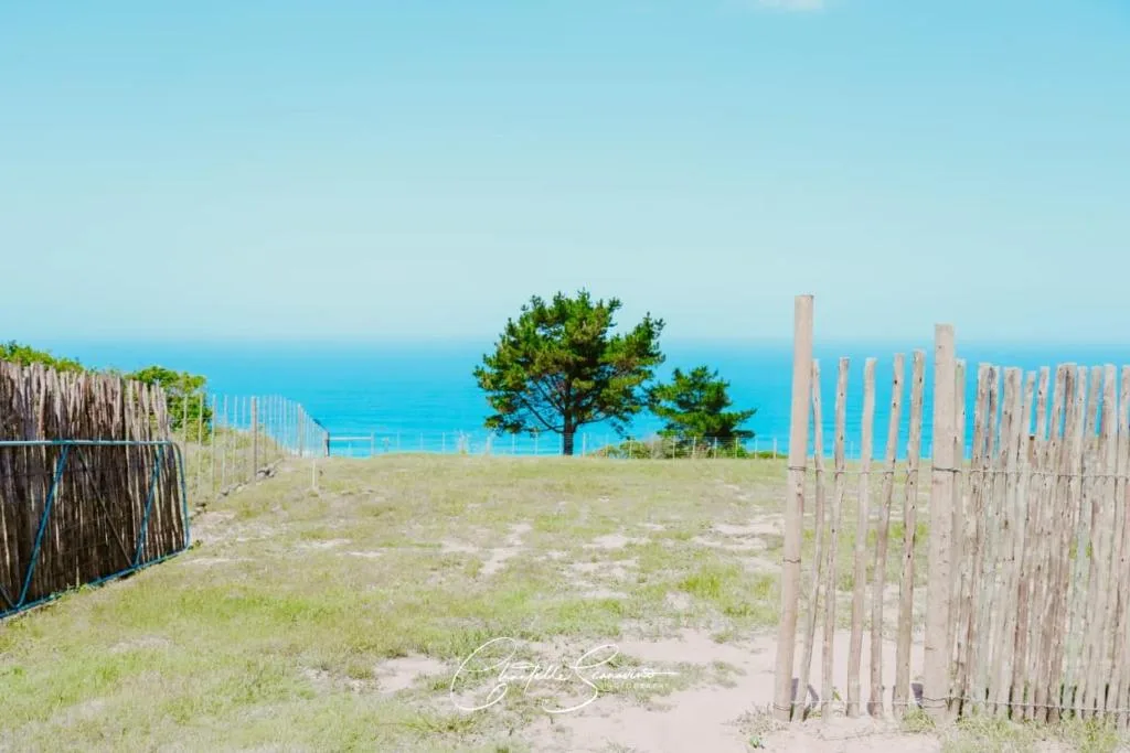 Coastal ocean and blue sky view framed by dune fencing and vegetation