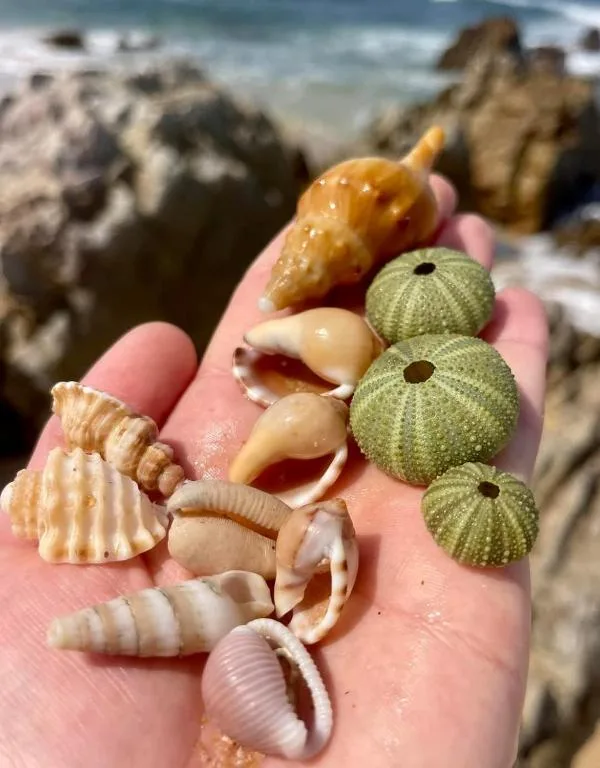Hand holding collected seashells and sea urchins against rocky coastline