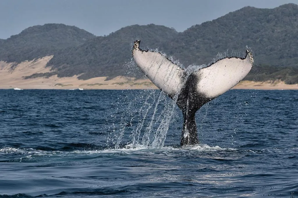 Whale tail breaching in ocean with forested mountains and beach background