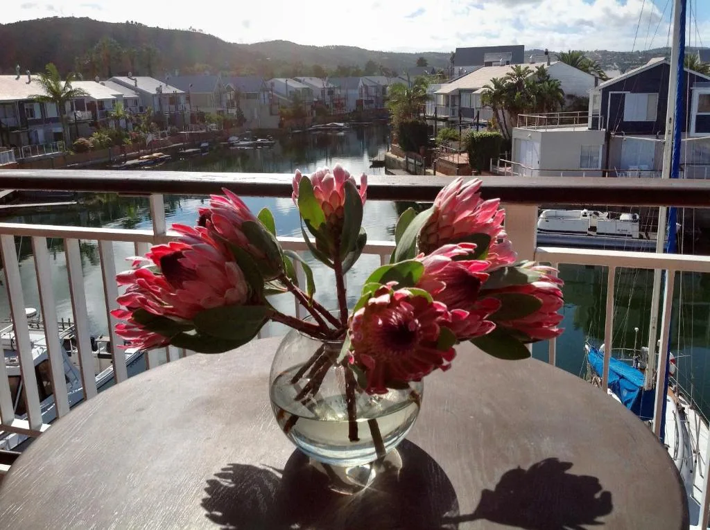 Red proteas in vase on deck overlooking Knysna lagoon and waterfront homes