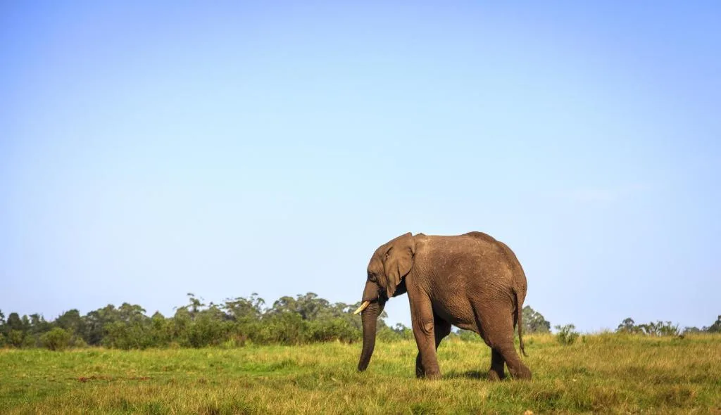 Elephant walking across green savanna landscape under clear blue sky