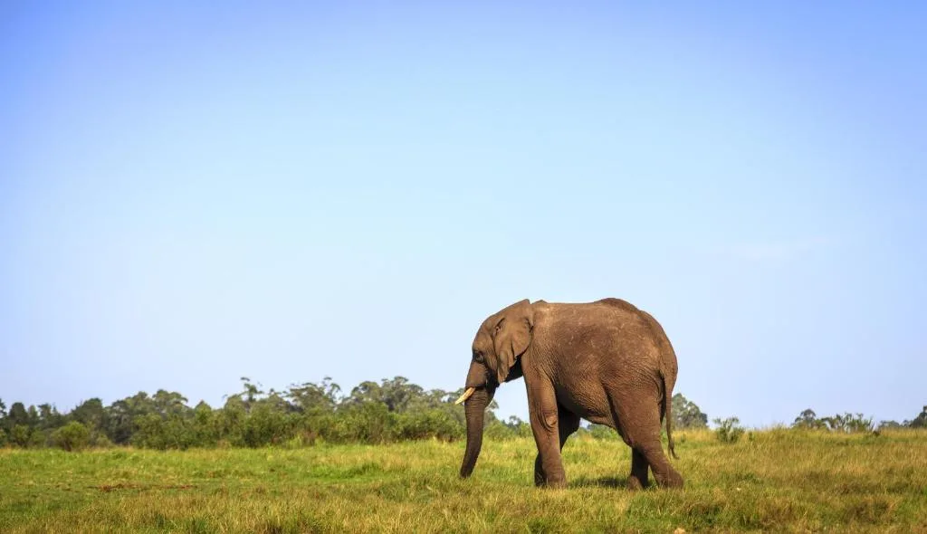 Elephant walking across open grassland under clear blue sky