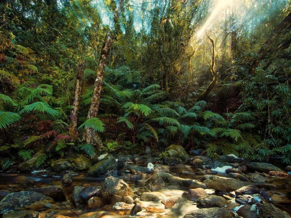 Lush forest stream with ferns, ancient trees, and dappled sunlight filtering through canopy