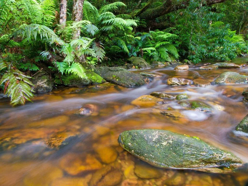 Forest stream with lush green ferns and moss-covered boulders