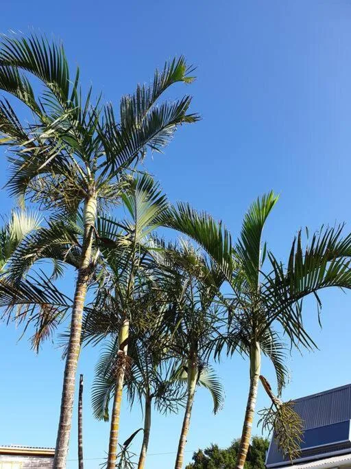 Tall palm trees against clear blue sky with building visible
