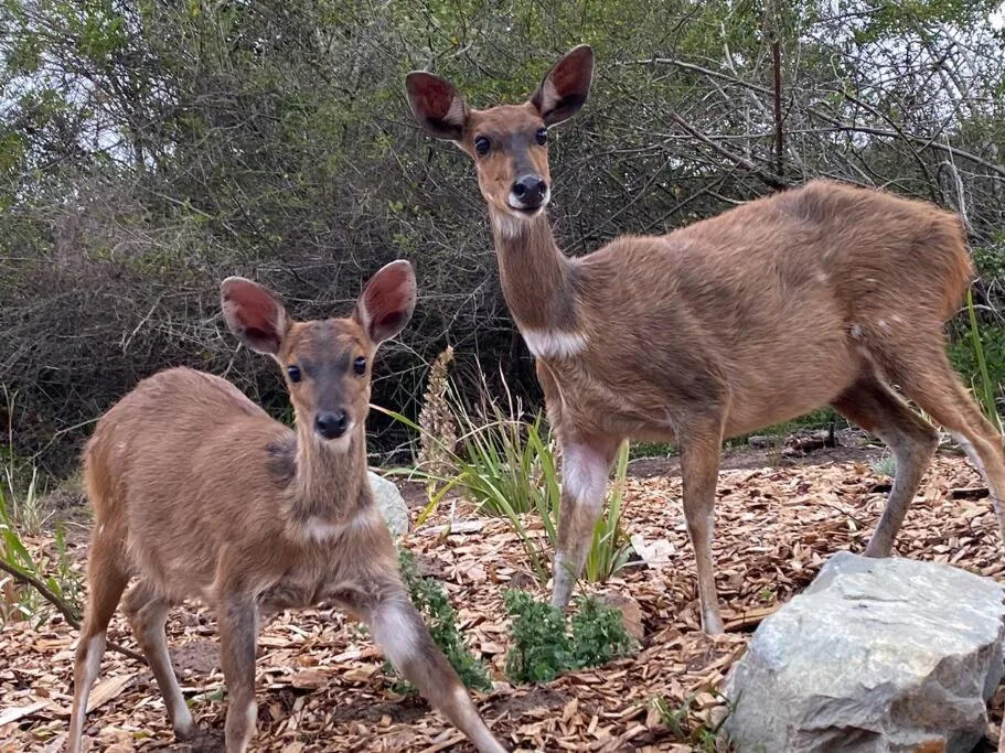 Two deer standing alert in natural garden setting among vegetation