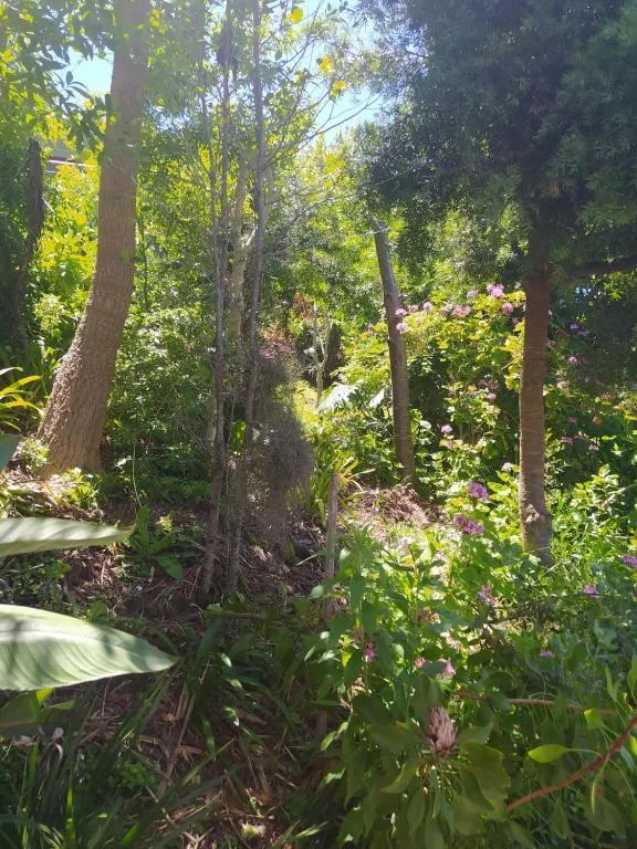 Lush garden pathway through tall trees and flowering plants