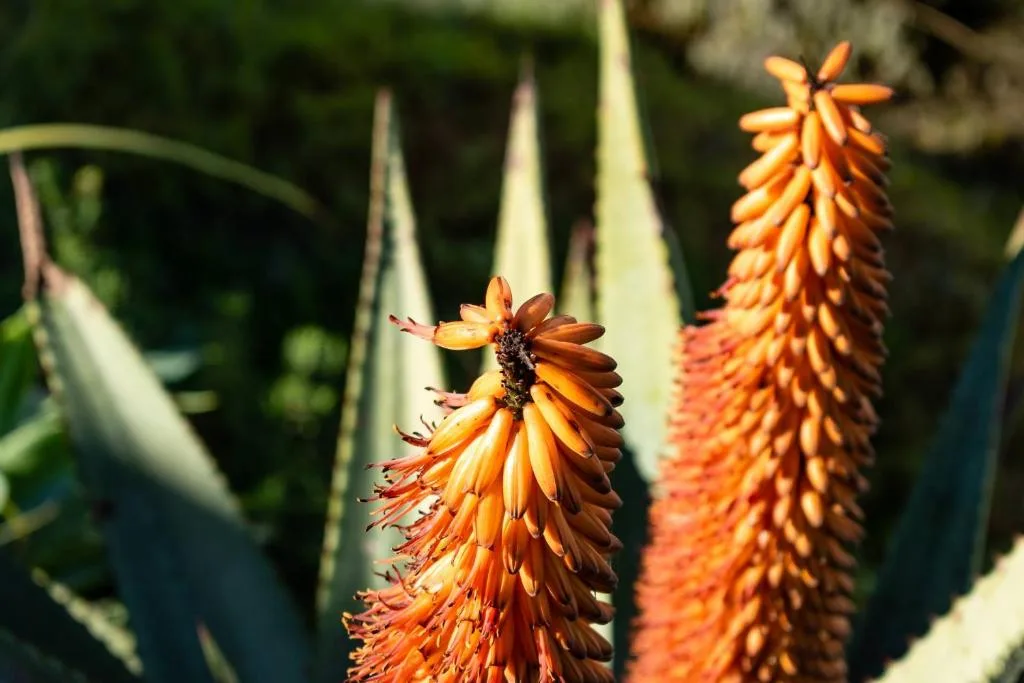 Vibrant orange red hot poker flowers blooming in the garden