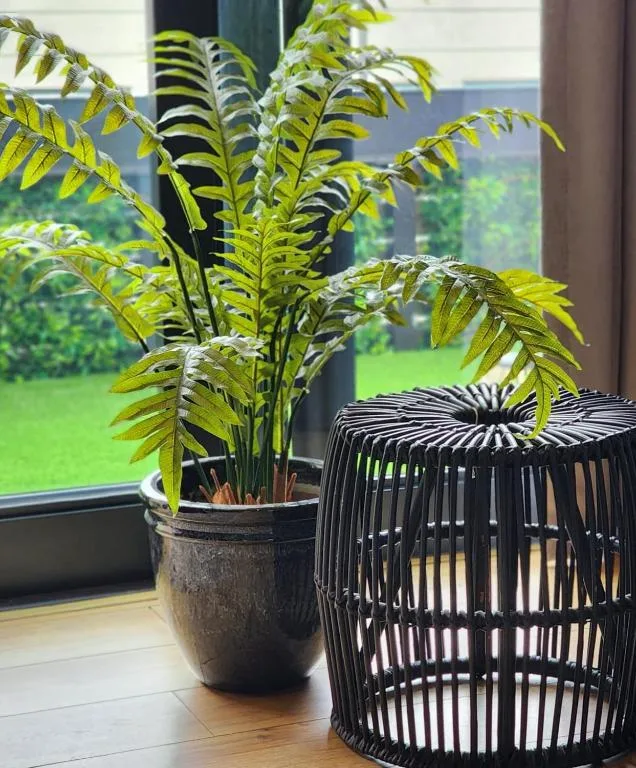 Indoor plant with fern-like leaves beside black woven basket decor