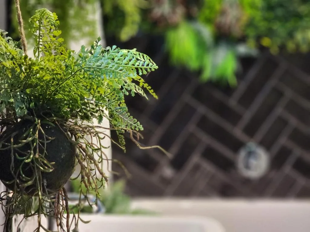 Close-up of delicate green fern fronds in sunlight at property entrance
