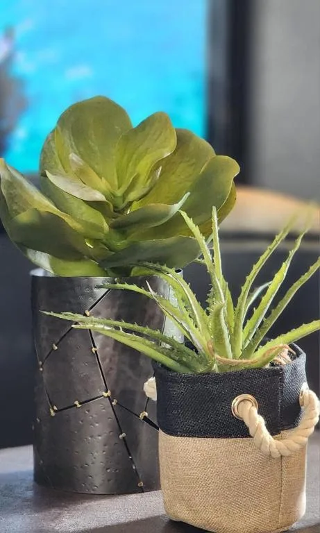Potted succulent plant with green leaves in fabric container indoors