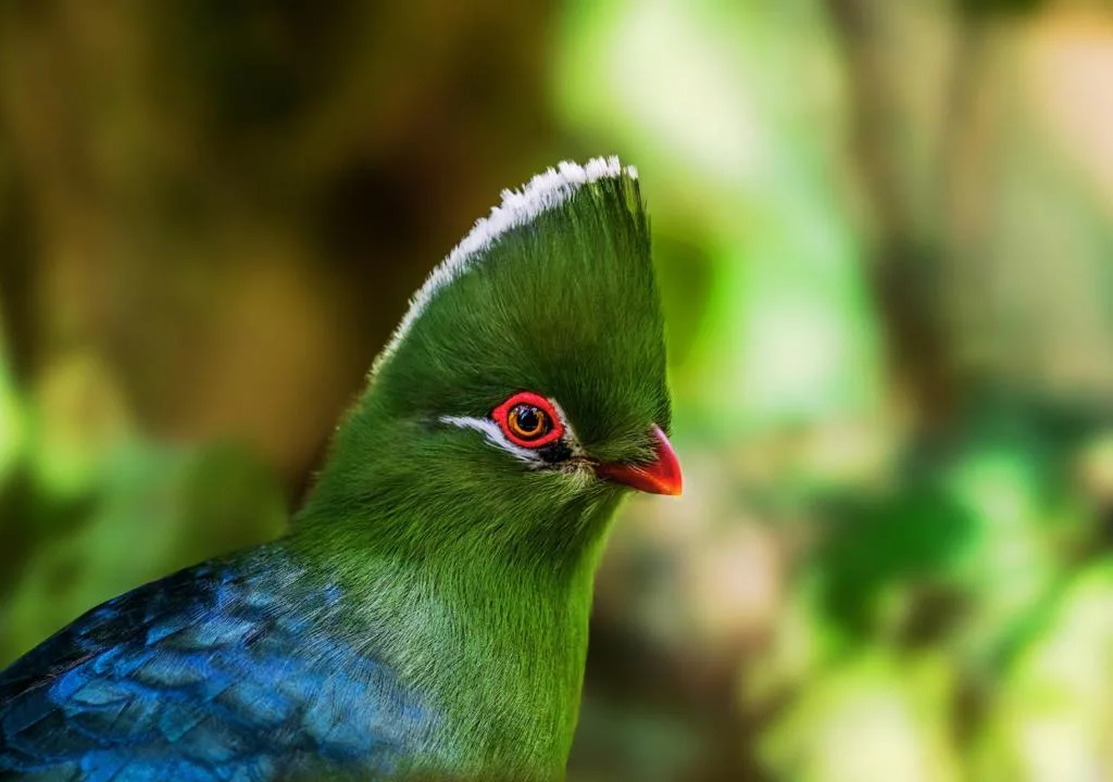 Colorful bird with green head and red eye in garden setting