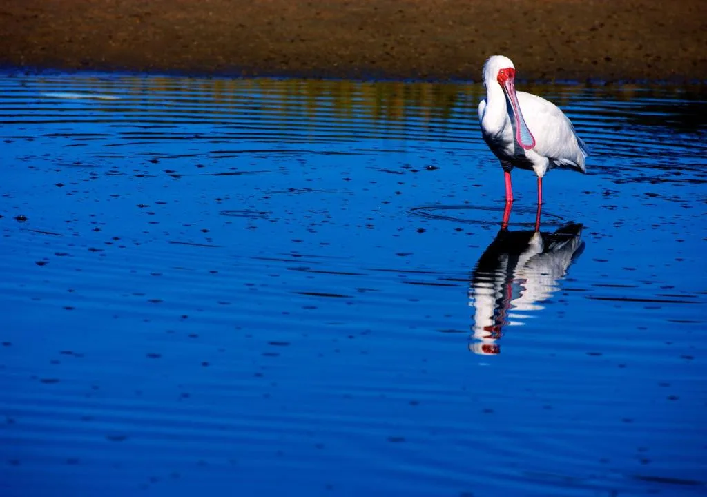 White stork wading in bright blue lagoon water near Knysna