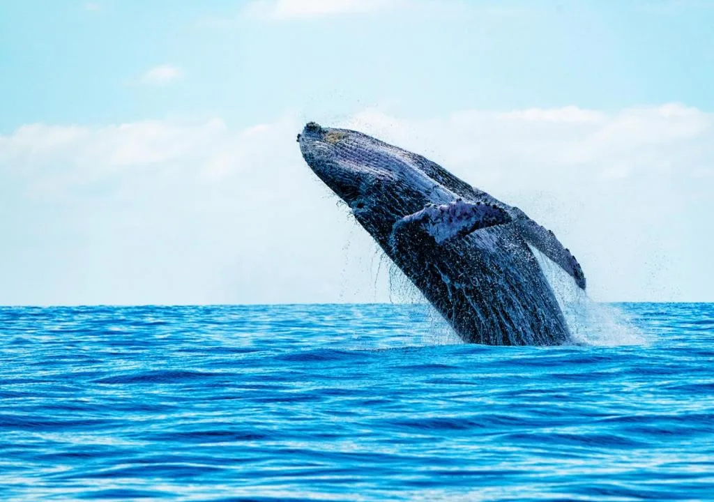 Whale breaching in ocean waters visible from the property