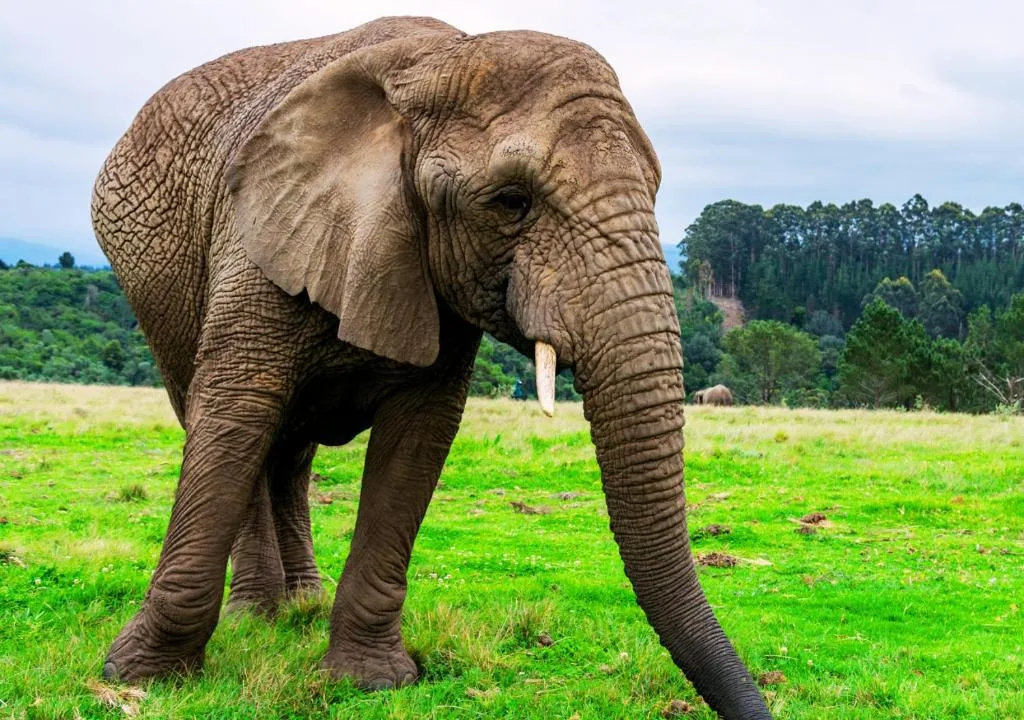 African elephant roaming green savanna with forested mountains in background