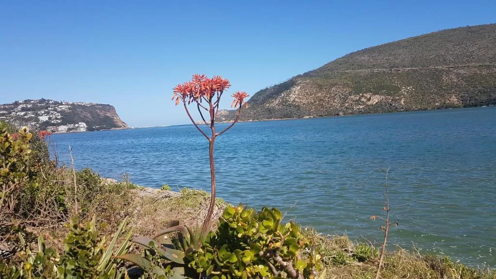 Scenic blue lagoon waters with forested mountains and coastal cliffs visible