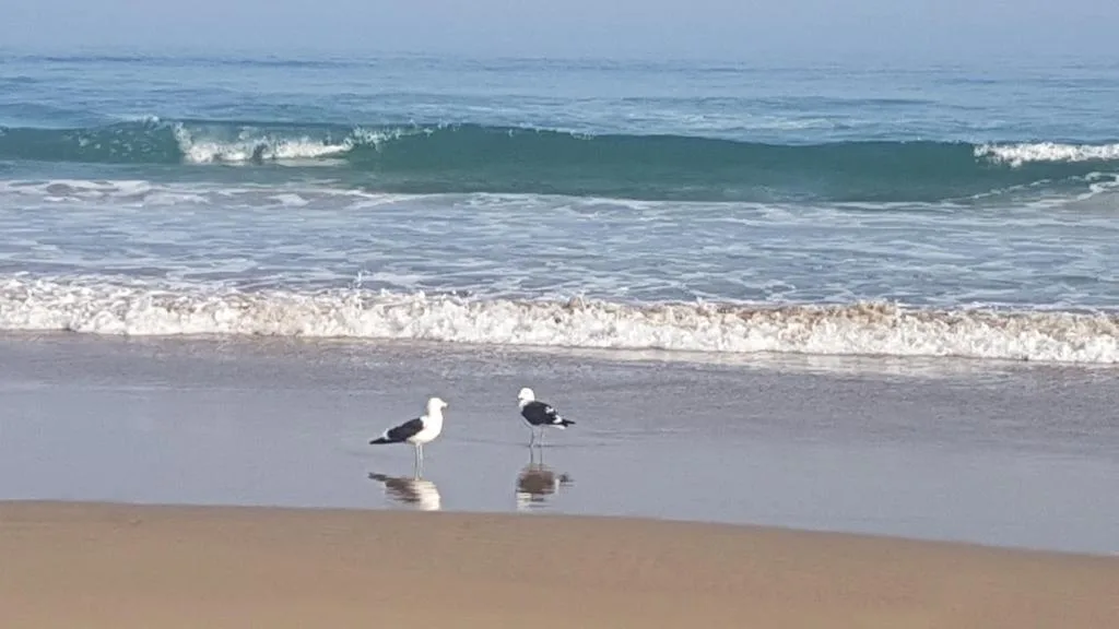 Seagulls on sandy beach with rolling ocean waves in background