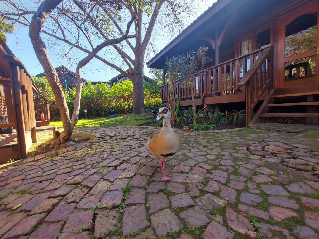 Charming wooden cabin courtyard with mature tree and peacock