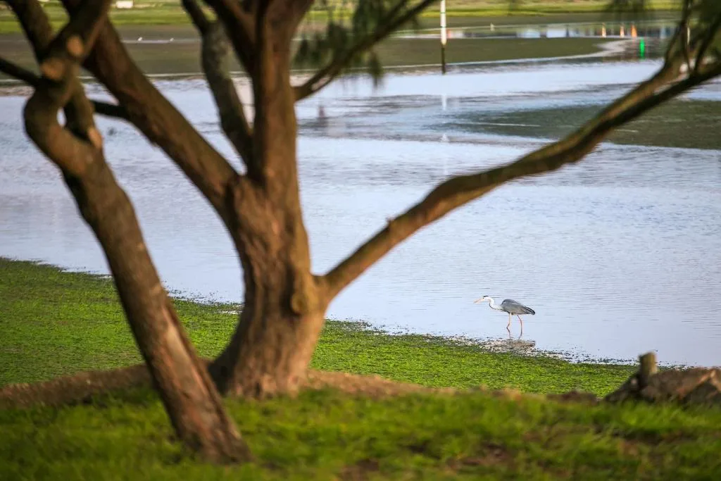 Lagoon waterfront with heron, green lawn, and native trees framing the scene