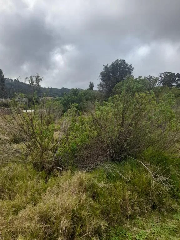 Verdant garden landscape with native fynbos vegetation and distant tree-covered hills