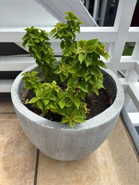 Green potted plant in concrete planter on outdoor patio area