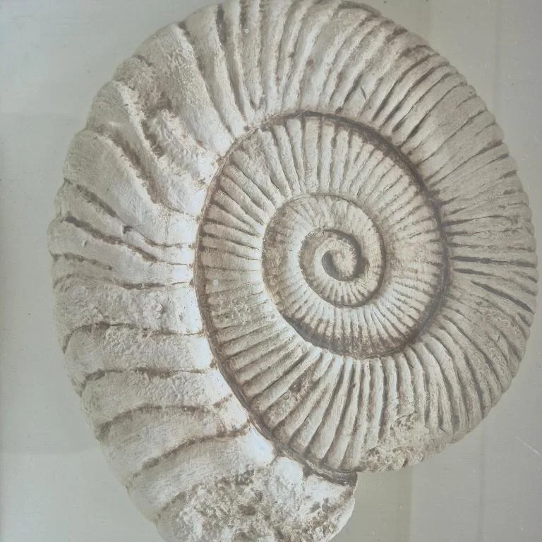 Decorative spiral ammonite fossil sculpture on white wall
