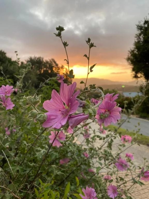 Pink flowers frame a golden sunset over distant water and mountains