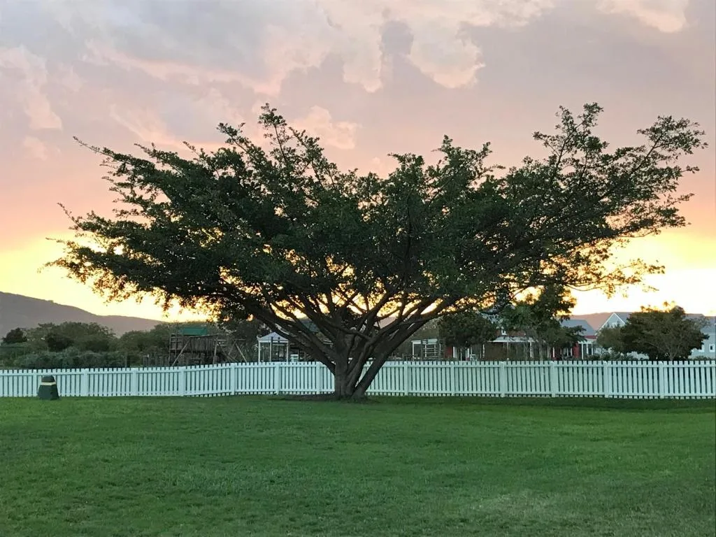Sprawling tree and white picket fence with property buildings at sunset