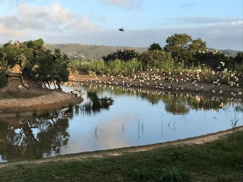 Tranquil lagoon with white birds, native trees, and distant hillside homes